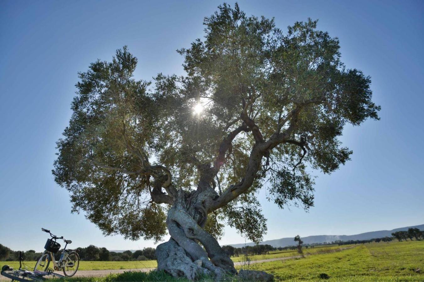 Masseria San Lorenzo Resort ファザーノ エクステリア 写真