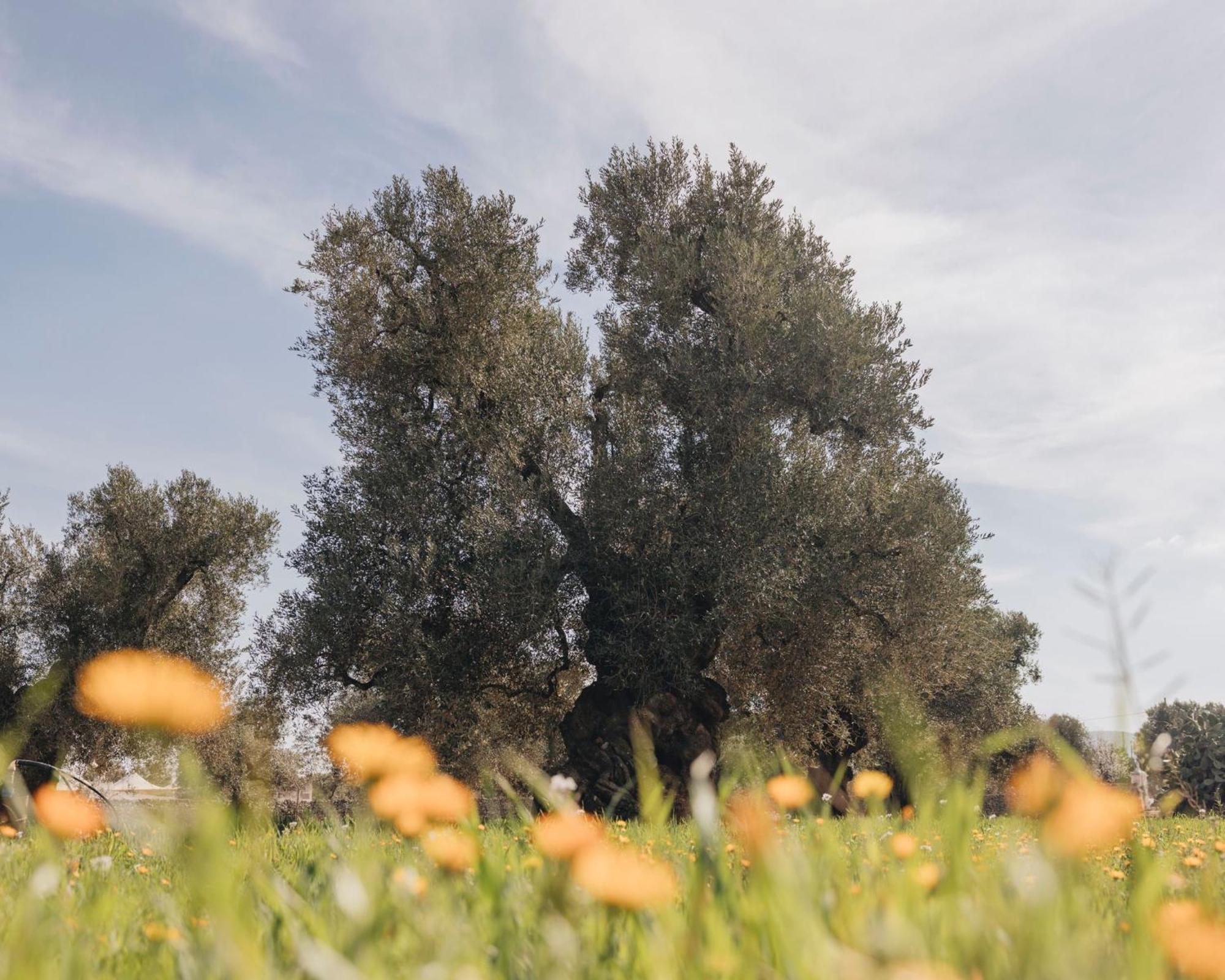 Masseria San Lorenzo Resort ファザーノ エクステリア 写真