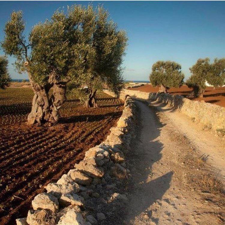 Masseria San Lorenzo Resort ファザーノ エクステリア 写真