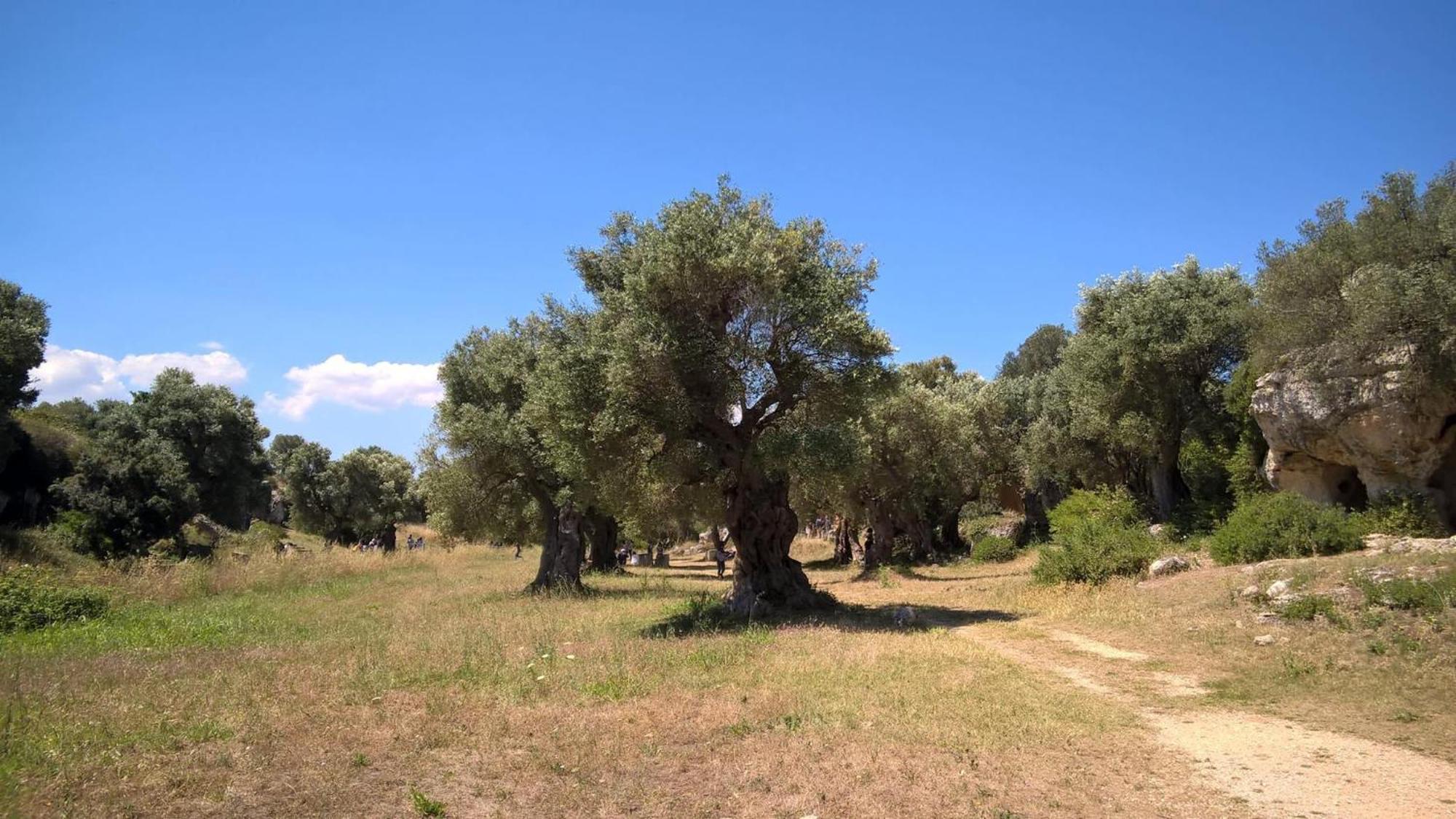 Masseria San Lorenzo Resort ファザーノ エクステリア 写真